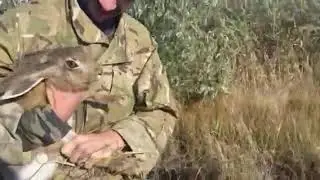 Поймал зайца голыми руками