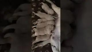 Малыши Пита и Хаси