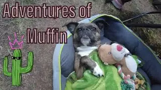 The Adventures of a Muffin