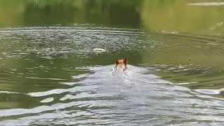 Zootopia German Shepherd Swimming
