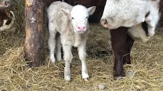Отёл начался 🐮