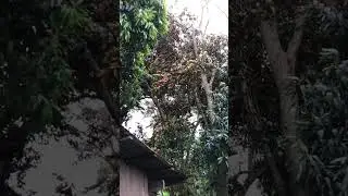 My Precious Bahay Kubo