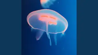HDGDL