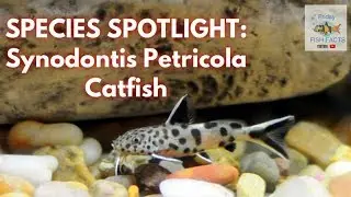 SYNODONTIS PETRICOLA Species Spotlight