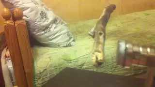 ДЕРЕВО И МАГНИТ !!! ЭТО ШОК !!! ЭТОГО НЕ МОЖЕТ БЫТЬ !!! Я В ШОКЕ !!! МАГНИТ НЕ МАГНИТИТ ЖЕ ДЕРЕВО !