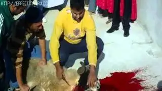 kurban bajram  ki kumanova