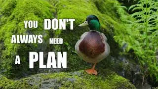 Quack Advice with Yogi Duck: Volume 1