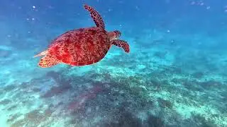 Snorkelling with Sea Turtles at Gili Meno Island - Lombok Indonesia