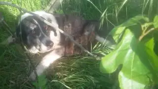 Perritos en adopcion
