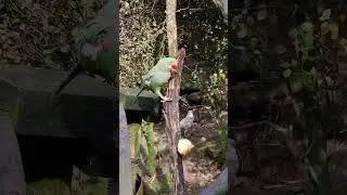 beautiful parrot