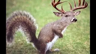 WTF
