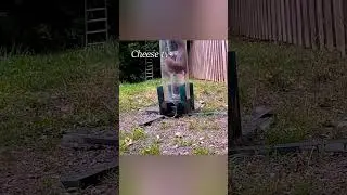 Лиса напала на белку. Дикий Мир в дикой природе.