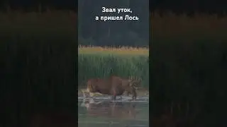 Встретил лося #мем #юмор #охота #лось #рыбалка #утки #охотанауток #охотаналося #встретил #лосяш