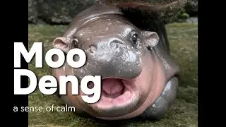 Eros in Love - Moo Deng (หมูเด้ง): The Cute Hippo Capturing Hearts Worldwide | Sense of calm