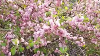 Цветущяя Сакура в Городском саду им. А. С. Пушкина. г. Челябинск.