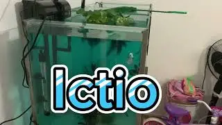 ÍCTIO NOS PEIXES DO AQUÁRIO