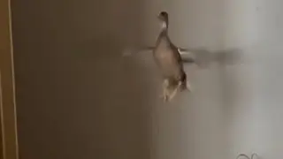 Утка вертолёт