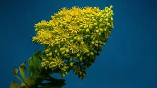 Flower Growing Green Screen  _Google Drive | 4K Pack-001