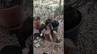 Boston terrier digging #bostonterrierlove
