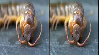 INSECT With Relaxing Sounds | 3D SBS VIRTUAL REALITY COMPATIBLE VIDEO | USE VR HEADSET TO WATCH