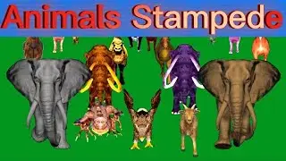 Green Screen Animals Running Green Screen Blue Screen Black Screen HD Animals Video
