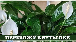 Женское Счастье Перевожу в Бутылке