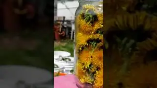 Grass Lawn or Dandelions? #dandeliontea #lawncare #naturalmedicine  #dandelions #nograss #grass
