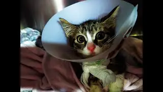 Котенок Лаки с ампутированной лапкой после аварии.Kitten Lucky with an amputated paw after accident.