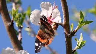 Koleksi Foto Kupu-Kupu  I Butterfly I YT Me