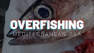 Overfishing - Quale sarà il futuro del Mediterraneo? Blue Conservancy