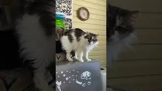 Приют для кошек «Хочу Домой»