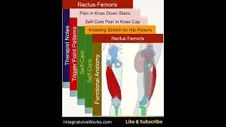 Rectus femoris - Anatomy Perspective - Visual review