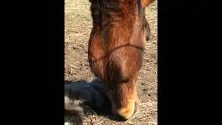 A Mouse, A Horse, and A Cat