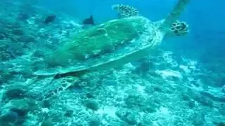 Sea Turtle Looks Like He's Flying Underwater.mp4