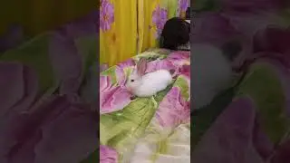 Наш питомец