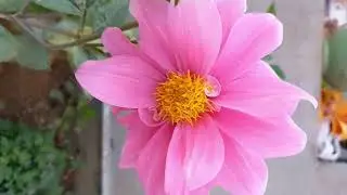 Beautiful flowers garden