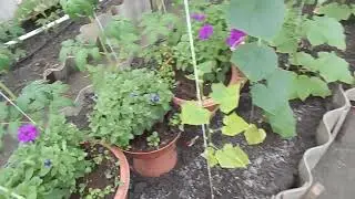 По теме огурцы.