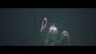 The Whales of Umhlanga - DJI Mavic Pro Aerial Drone Footage 4K Umhlanga Rocks