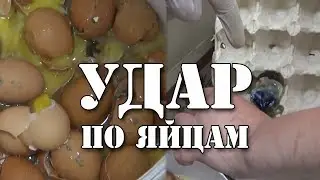 Хрюши против Тверь - Удар по яйцам