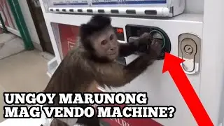 5 RANDOM FACTS TUNGKOL SA MGA HAYOP
