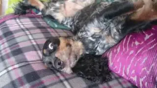 Tilly waking up