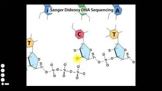 DNA Sequencing