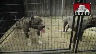 GAME 2 FAME KENNELS