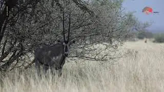 Ethiopian Wildlife at Awash National Park Documentary