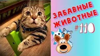 Приколы с Животными #110 / Смешные Животные 2020 / Приколы / Приколы про Животных / Лучшие Приколы