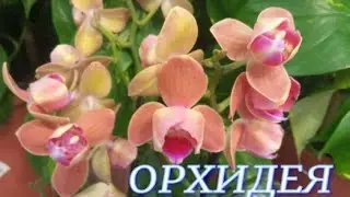 №850/ СОРТОВЫЕ орхидеи к 8 МАРТА в маг. ОРХИДЕЯ