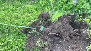 Пеньки