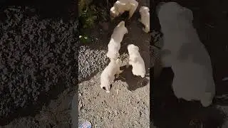 Милые собачки