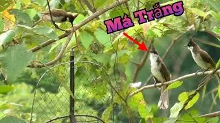 Bẫy Chào Mào Má Trắng Mới Nhất. Gặp Đàn Chào Mào Bánh Tẻ Cực Chất.