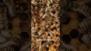 Why Bees kill their queens ? #bees #queenbee #beefacts #globalbrand #facts #pollination #geohoney